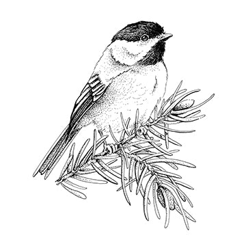 Chickadee