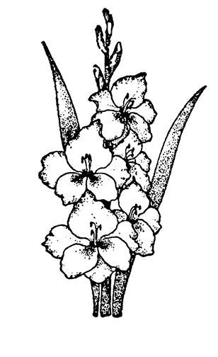 Gladiolus