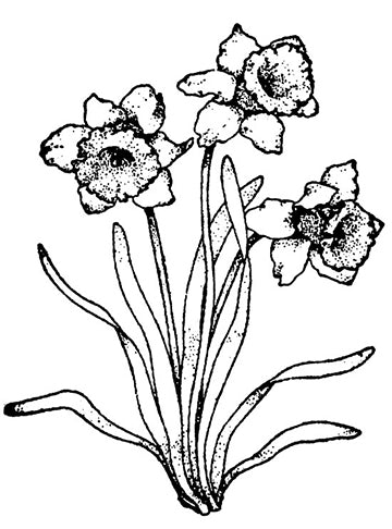 Daffodils