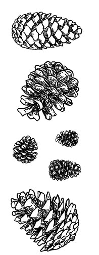 Pinecone Set
